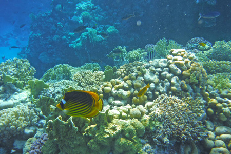 五彩斑斓的鱼儿游珊瑚礁图片