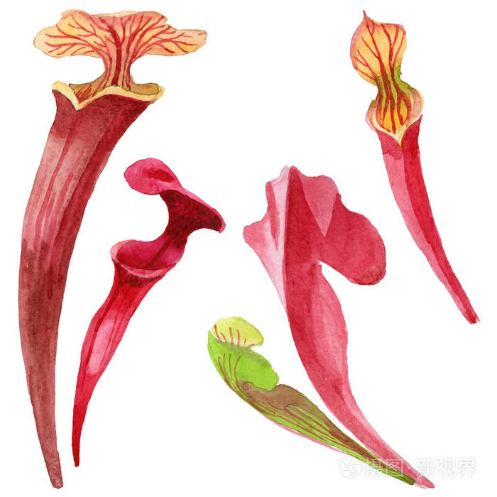 孤立的水彩风格野花瓶子草花