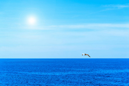 海鸥飞行在大海上空晴朗的一天