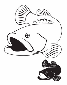 大纲石斑鱼鱼插画