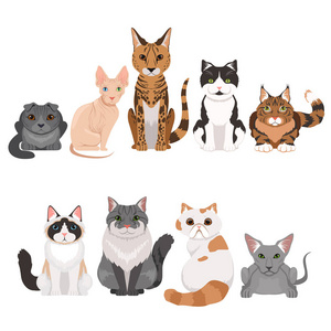 卡通风格的猫字符照片