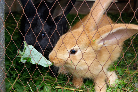 饿了吃草的兔子图片
