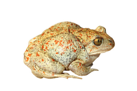 大蒜的详细信息图片