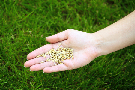 小麦籽粒中女性手上绿草背景