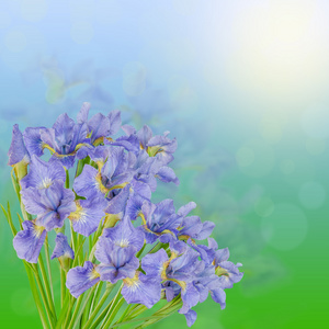 束美丽的蓝色鸢尾花的绿色天堂的背景