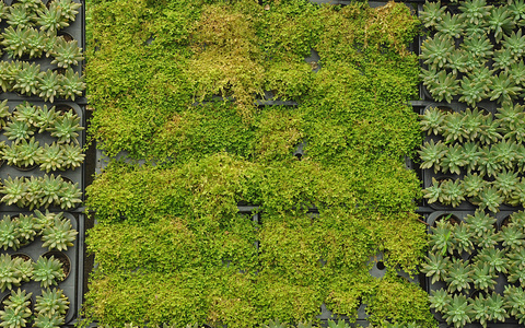 托盘的植物东北林业大学墙图片