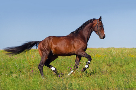 运行的枣红马照片