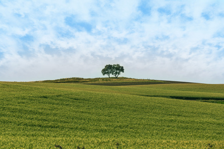 乡村景观