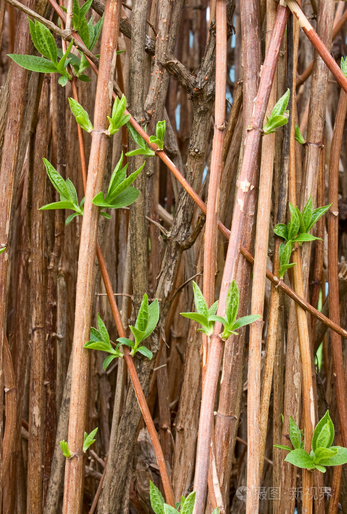 年轻的绿芽的茉莉花照片-正版商用图片0cja6d-摄图新视界
