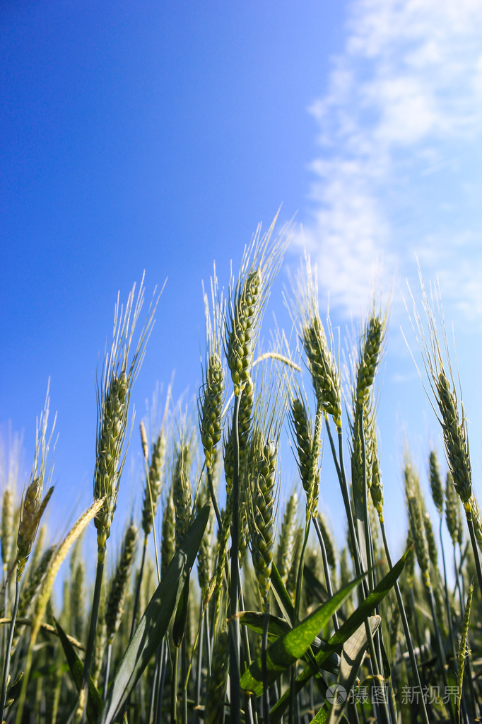 在阳光明媚的夏日风景的麦田