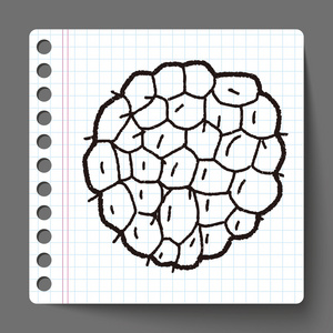 释迦水果番荔枝番荔枝图片大全