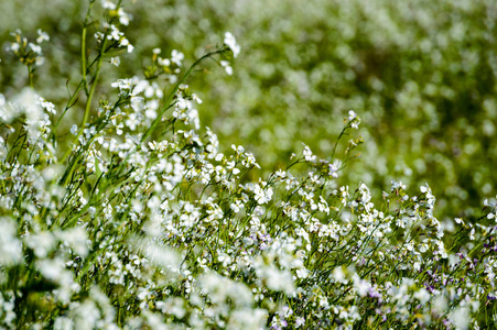 在绿色背景上的白色春天的花朵