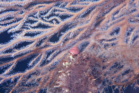 淡水海绵图片