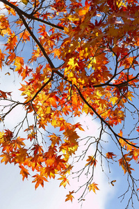 秋季槭树