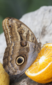 在水果上 butterffly