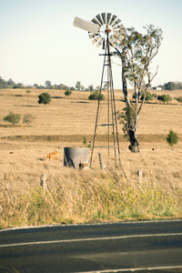 牛和在农村中的风车