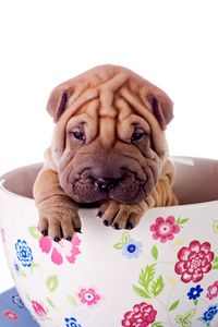 一大杯 shar pei 宝贝狗