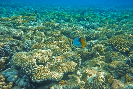 五彩斑斓的鱼儿游珊瑚礁图片