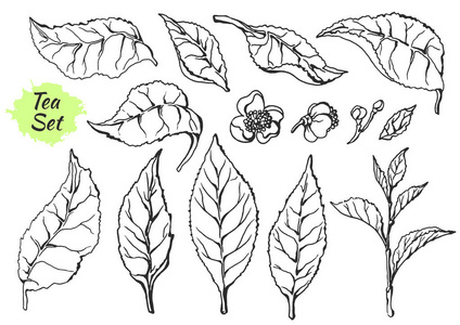 茶树矢量图片-茶树矢量素材-茶树矢量插画-摄图新视界