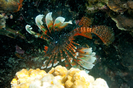 水下图像热带鱼