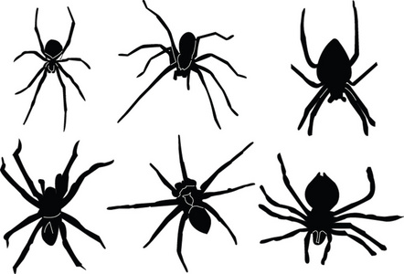 有毒蜘蛛图片
