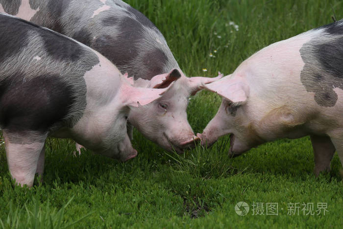 皮特兰猪在夏季牧场享受阳光