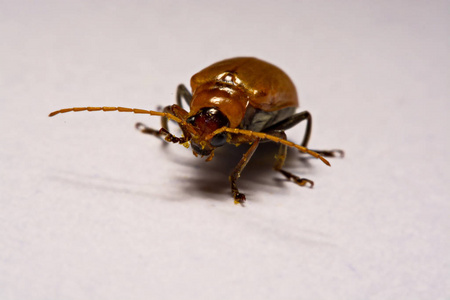 宏  特写昆虫红甲虫在白色背景粘土