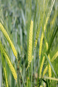 绿色的大麦幼穗的细节
