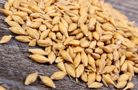 大麦籽粒大堆图片