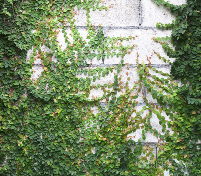 绿色的蔓草缠住