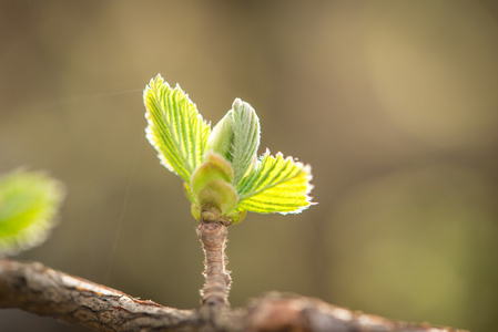 在春天绿芽图片