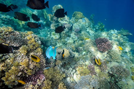 水下图像的热带鱼图片
