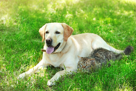 狗和猫在绿色的草地休息
