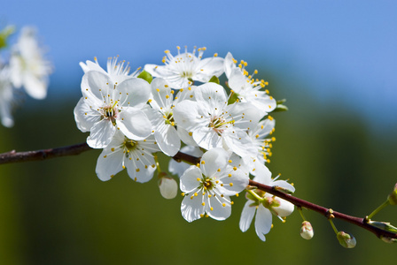 精彩开花树