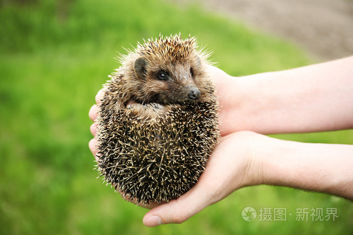手里捧着刺猬