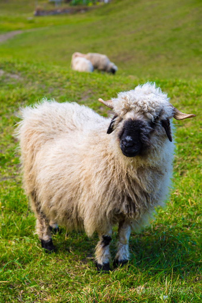 在阿尔卑斯山的瓦莱州黑羊