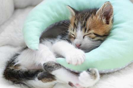 用枕头睡在柔软的格子上的小猫