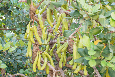 甜口香糖种子荚绿色种子荚角豆树上照片