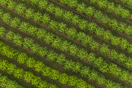 果园鸟瞰图图片-果园鸟瞰图素材-果园鸟瞰图插画-摄图新视界