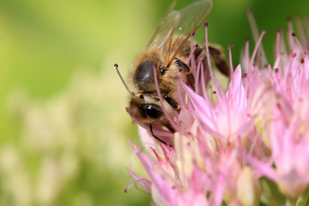 在 pinkflower 中的绿色自然的蜜蜂