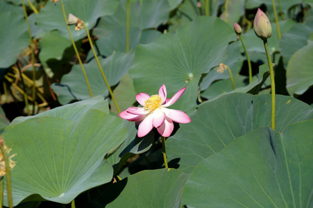 伏尔加河是洪泛平原湖莲花