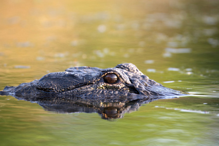 大美洲短吻鳄在水中