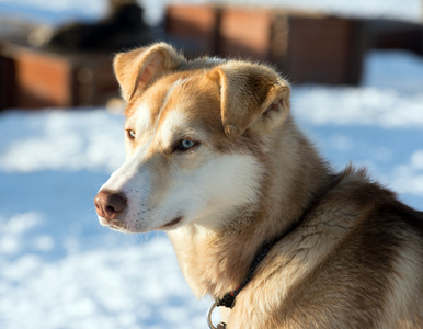 赫斯基的小狗图片