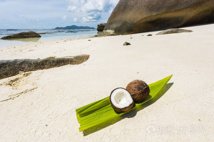 椰子在塞舌尔群岛