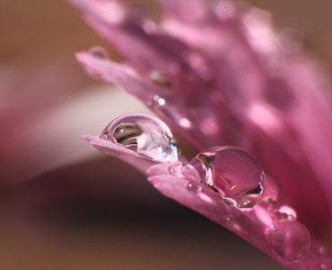 水滴在粉红色的花
