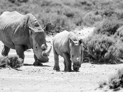 保护濒危物种图片-保护濒危物种素材-保护濒危物种插画-摄图新视界