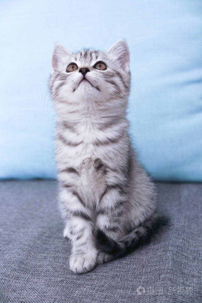一只小猫坐着看条纹的灰色小猫