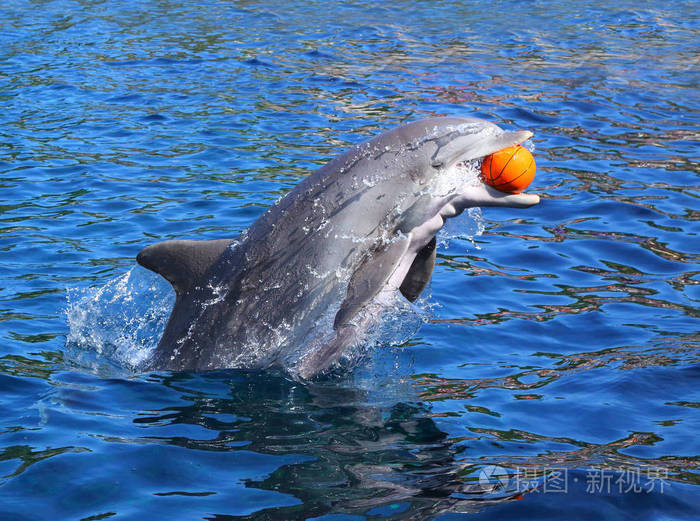 海豚的微笑和玩球
