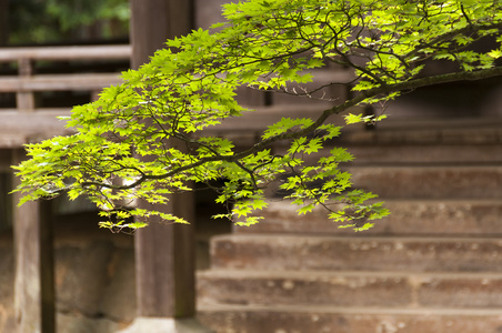 日本枫树分支在派送 tof 佛教寺