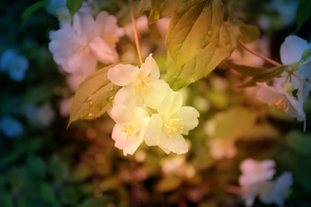 美丽的白色茉莉花